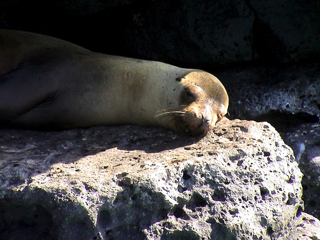 sea lion